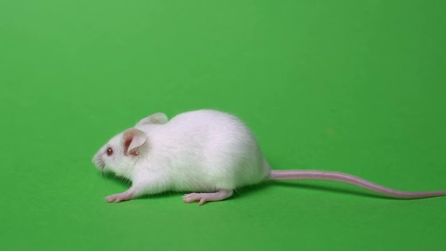 white mouse on a green background