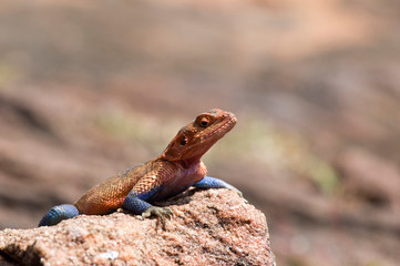 Agama lizard in Kenya