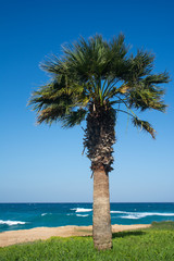 Single sabal palm tree on the background of blue sky and wavy sea. - obrazy, fototapety, plakaty
