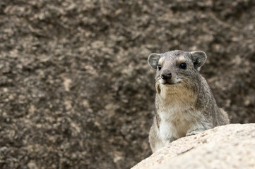 Hyrax - Dassie - Tanzania