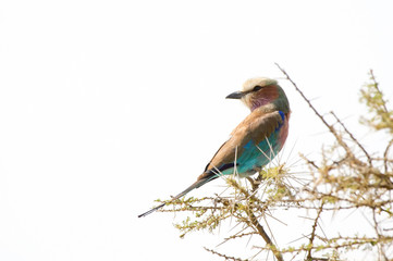 Lila breasted roller bird - Tanzania - Ngorongoro crater