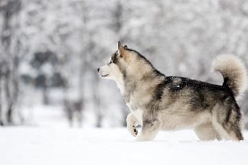 dog on a winter
