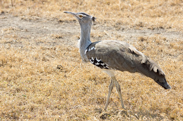 Ardeotis Kori (koritrap) - Tanzania.