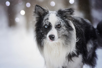 Obraz premium Border Collie im Winter