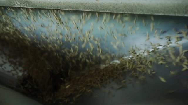 Grains of oats poured into the granary. SlowMotion 240P