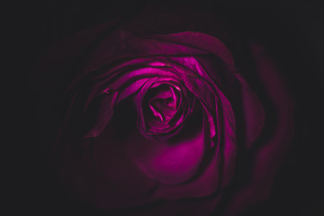 A beautiful romantic rose illuminated by light in the shade on a black background, creates the effect of neon lighting, looks mysteriously