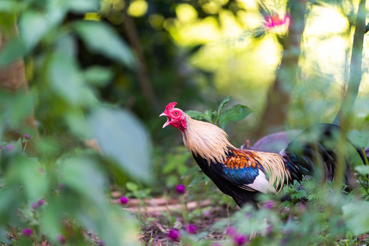 Cock crowing in forest with blur of trees