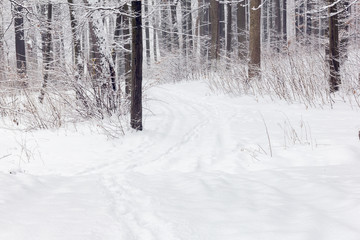 Obraz premium forest in a winter