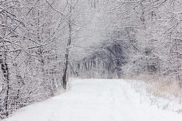 forest in a winter