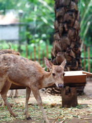 Little deer in the zoo on the background of the feeder. Close up, Indonesia