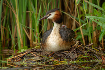 A great crested grebe on the 