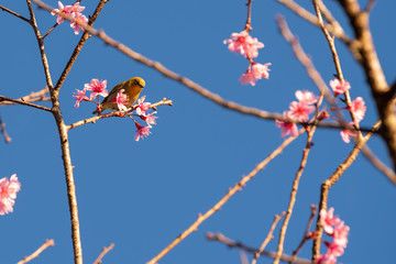 Cherry blossom flowers and yellow bird on tree with blue sky