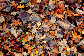 fallen autumn leaves. Beautiful background