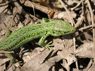 Green, emerald lizard on the background of dried leaves. Springtime.