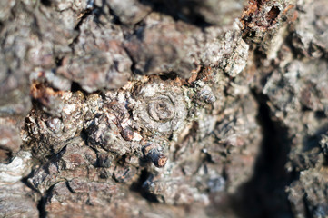 Textura