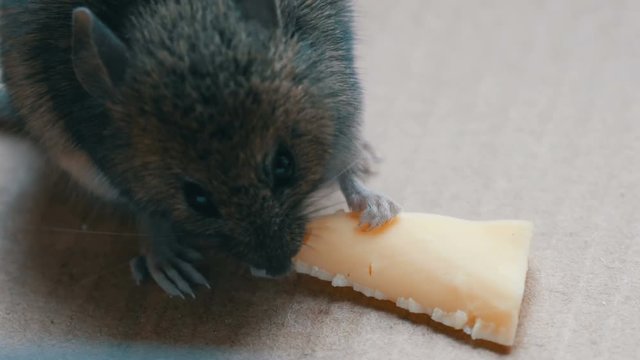 House gray mouse eating piece of cheese in a cardboard box