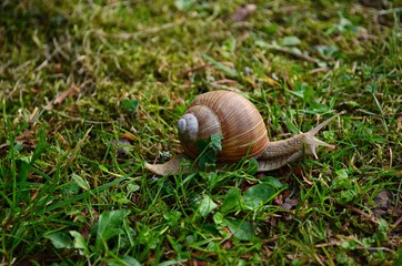 snail on the grass
