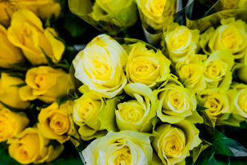 Flowers, yellow roses