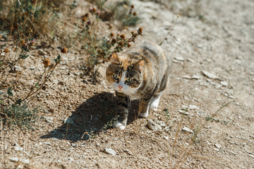Steppe colored domestic cat running in nature location.