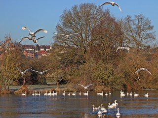 Fliegende Höckerschwäne (Cygnus olor) am Ederwehr bei Grifte © Schmutzler-Schaub