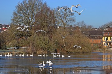 Fliegende Höckerschwäne (Cygnus olor) am Ederwehr bei Grifte © Schmutzler-Schaub