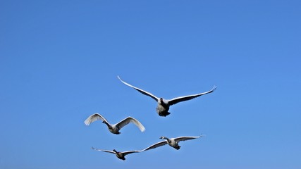 Vier fliegende Höckerschwäne (Cygnus olor) frontal vor blauem Himmel