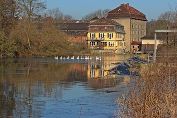 Höckerschwäne (Cygnus olor) am Ederwehr bei Grifte © Schmutzler-Schaub