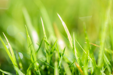Grass pattern, blur and bokeh