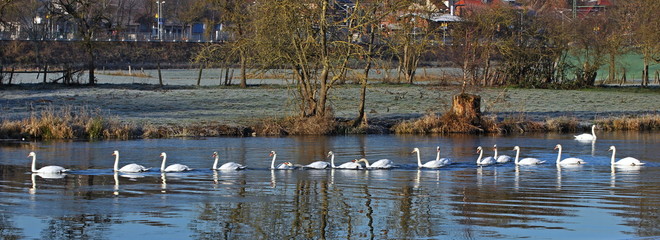 Höckerschwäne (Cygnus olor) auf der Eder bei Grifte © Schmutzler-Schaub