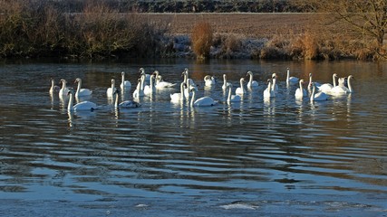 Höckerschwäne (Cygnus olor) auf der Eder bei Grifte © Schmutzler-Schaub