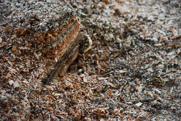 Sawdust in the snow