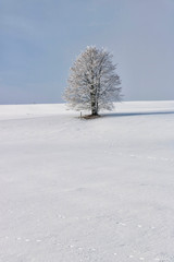 Fototapeta na wymiar Bare tree in snow
