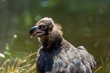 Griffon vulture looks around