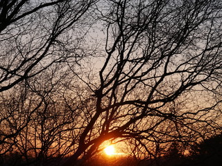Sonnenuntergang kahler Baum