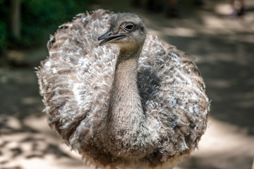 Ostrich looks around