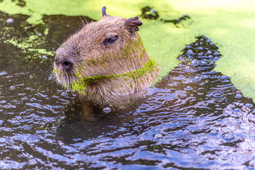 Capibara swims through the water