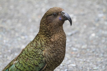 wild Kea on southern island of New Zealand