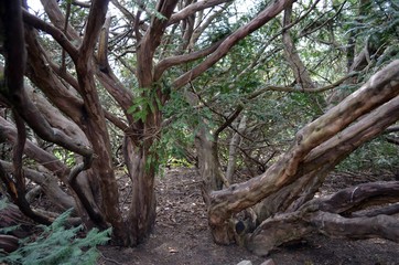 tree in the forest