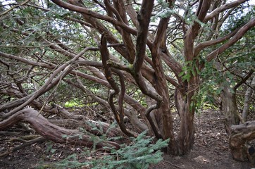 old tree in the forest