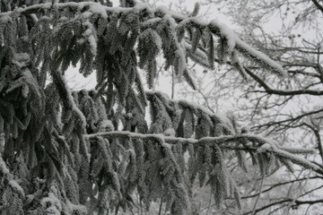 Fichtenäste mit Eiskristallen zugefroren