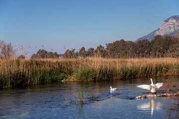 Obraz na płótnie Canvas White geese natural life on a pond in Turkey.