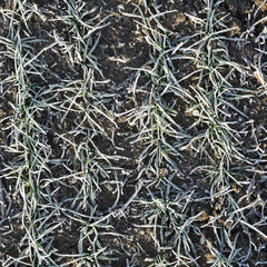 Field of winter wheat