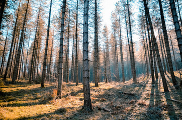 Obraz premium Beautiful forest for different uses