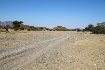   mountain and the   bush in the wildlife