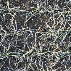 Field of winter wheat