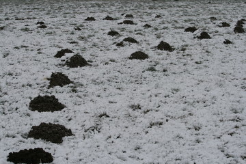 Wiese mit Maulwurfshügeln im Winter