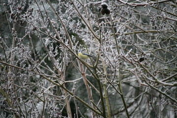 Blaumeise im Wintergeäst 1