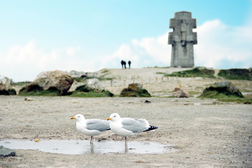 two seagulls sitting on the ground and in the back a crucifix monument at the cape Pen Hir,...
