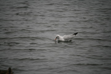 schwimmende Lachm&ouml;we