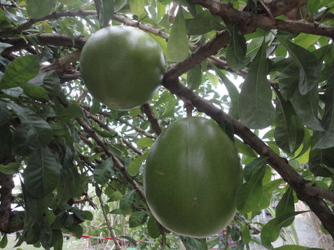 Calebasse